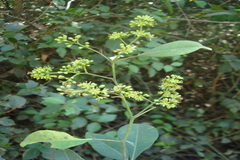 Toddalia asiatica var. floribunda